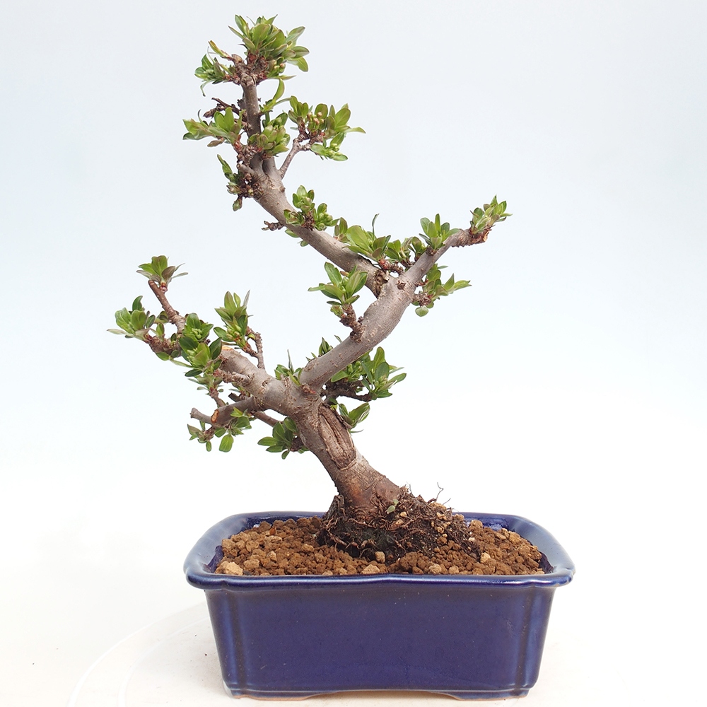Outdoor bonsai - Malus sargentii - Jabłoń drobnoowocowa