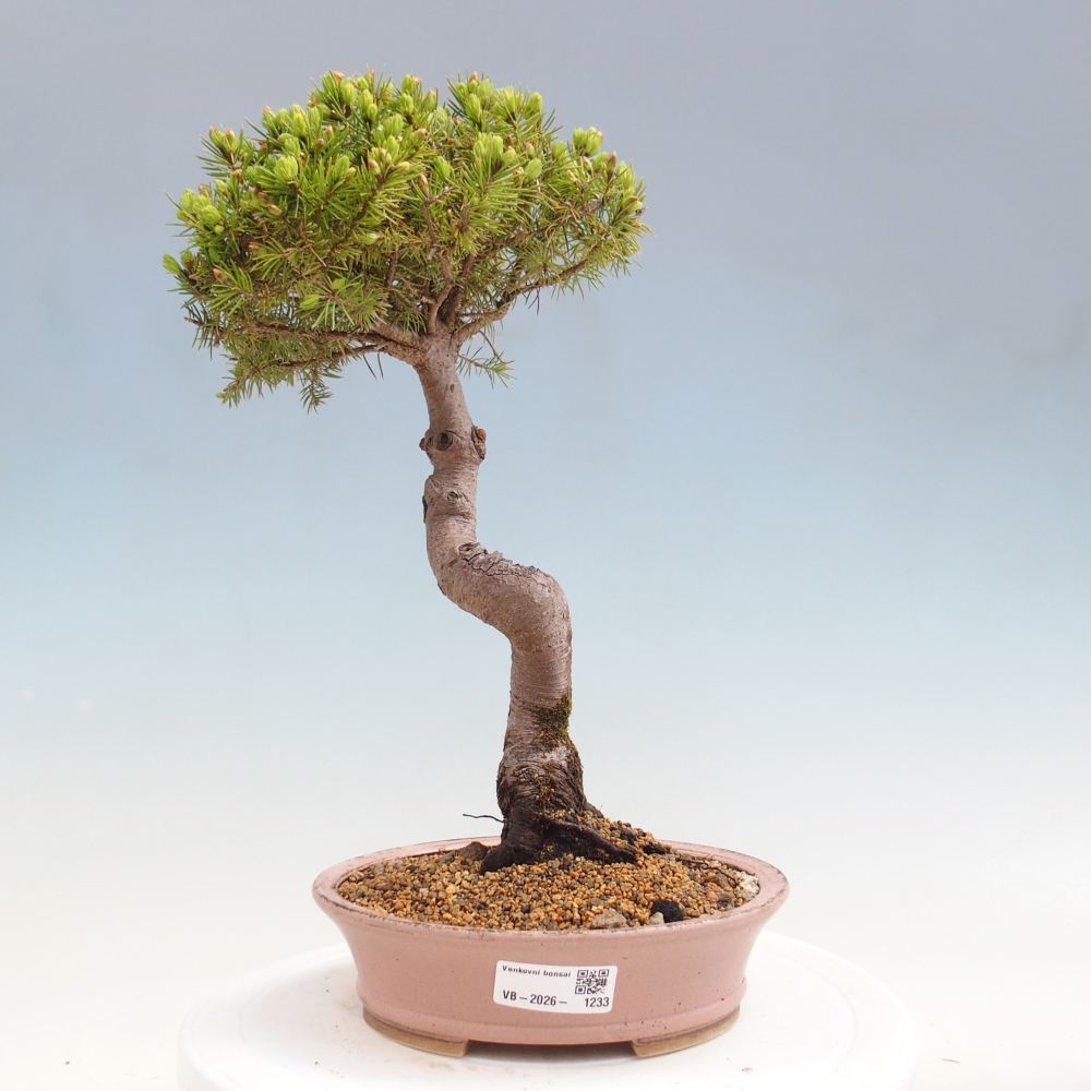 Outdoor bonsai - Świerk pospolity - Picea glauca globe