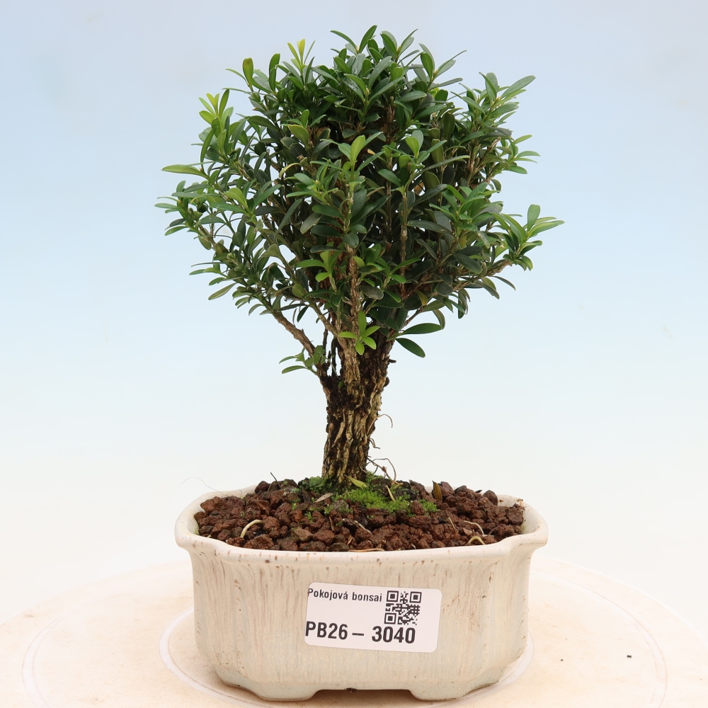 Pokój bonsai - Buxus harlandii - buxus korkowy
