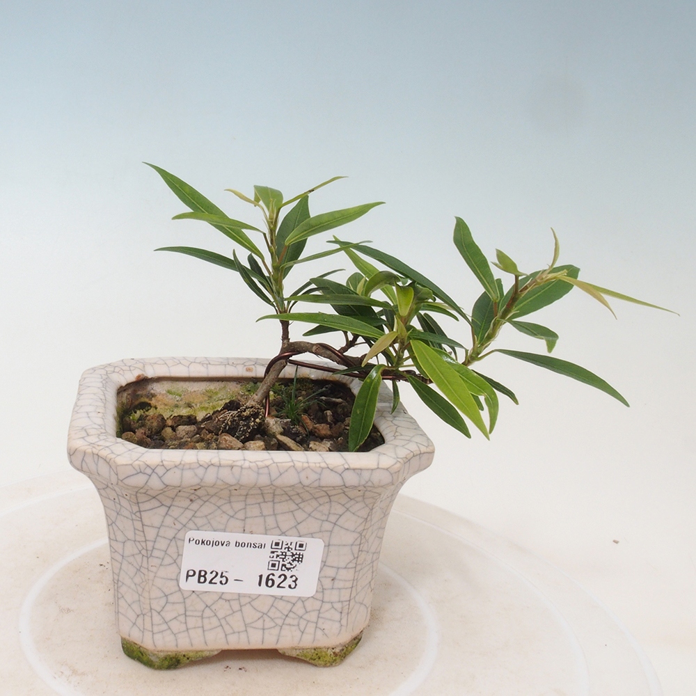 Bonsai wewnętrzne - Ficus nerifolia - figowiec drobnolistny