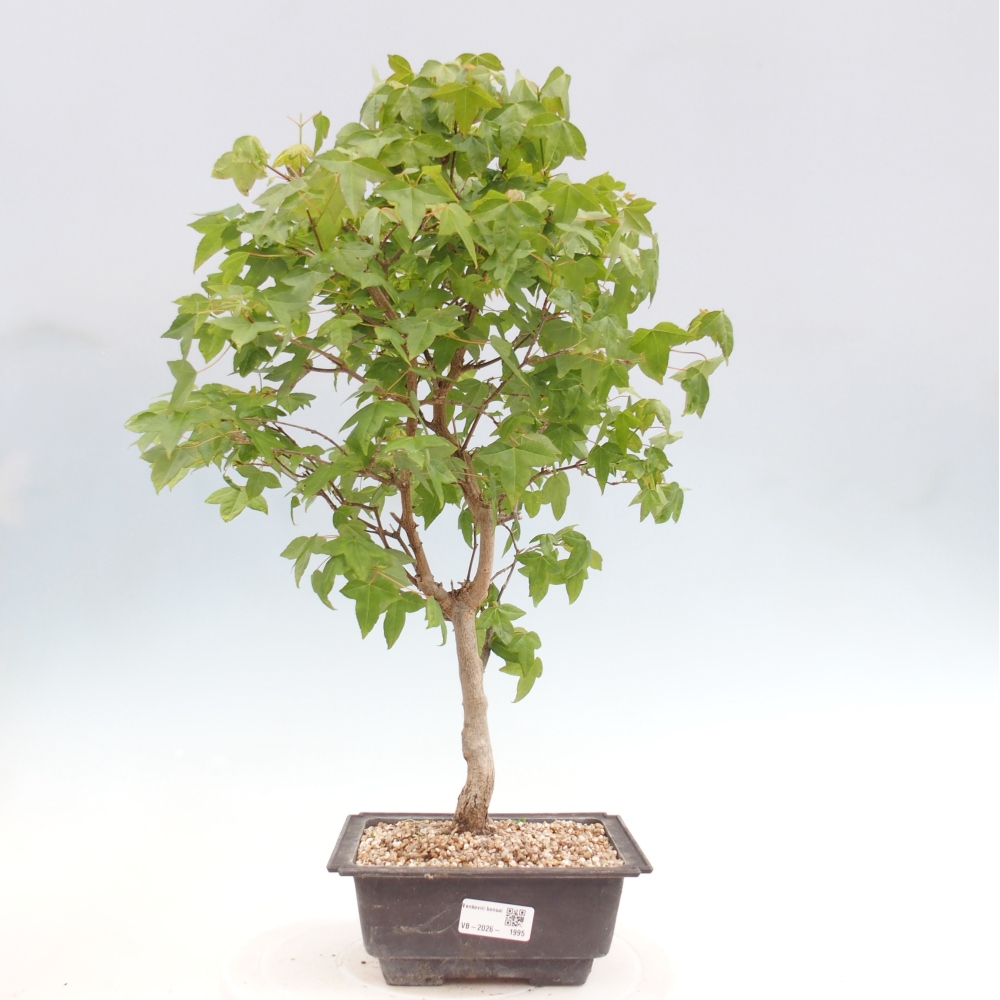 Outdoor bonsai - Acer Buergerianum - Klon Burger