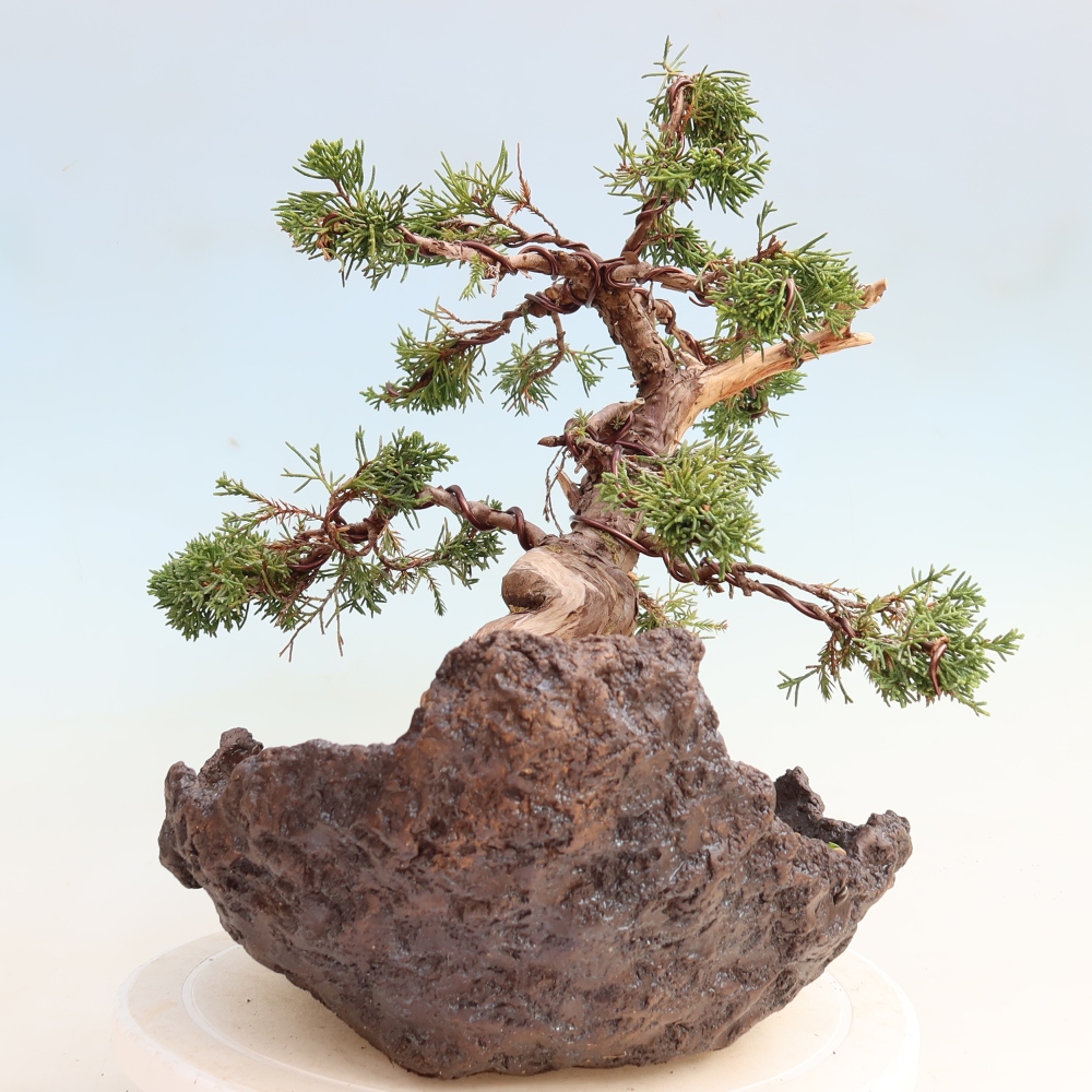 Bonsai ogrodowe – Juniperus chinensis Itoigawa – jałowiec chiński