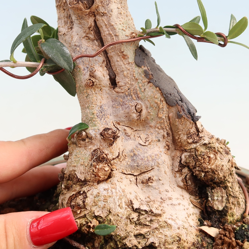 Bonsai do wnętrz - Olea europaea sylvestris