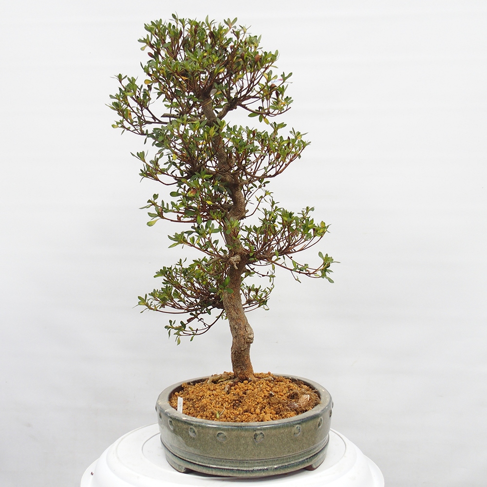 Outdoor bonsai - Azalia japońska - Azalia Nishikie