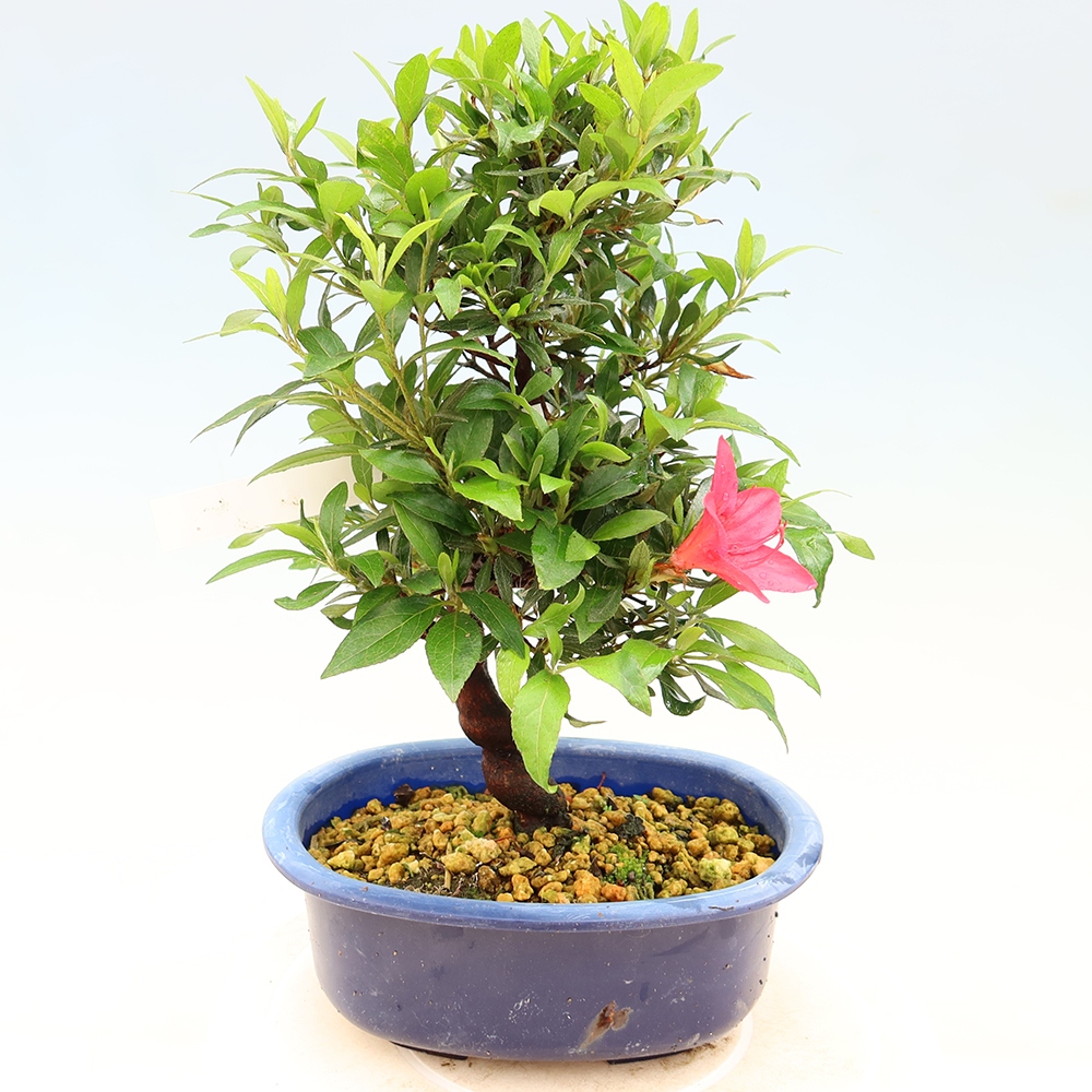 Bonsai zewnętrzne - Azalia japońska - Azalia CHIHIRO