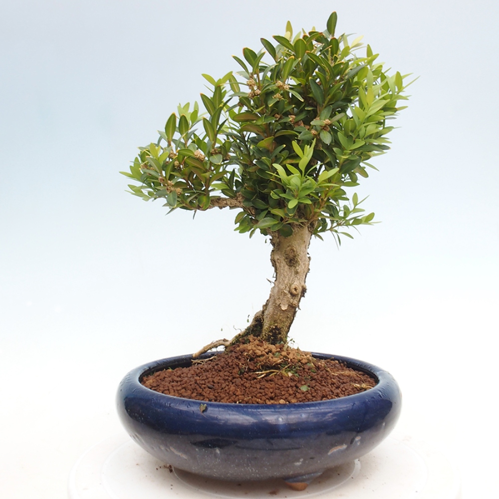 Bonsai ogrodowe - Buxus sempervirens - bukszpan
