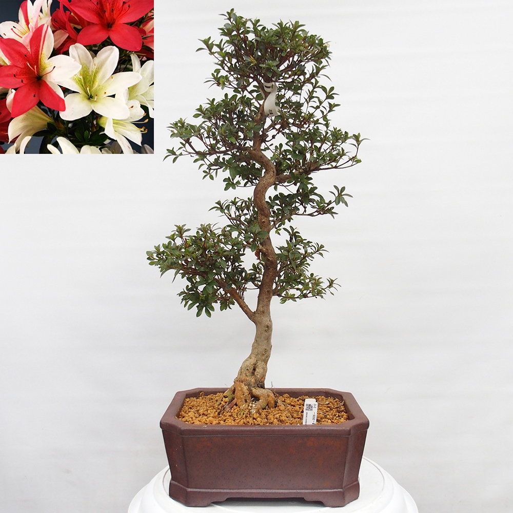 Bonsai zewnętrzne - Azalia japońska - Azalia Hanatsuzuri
