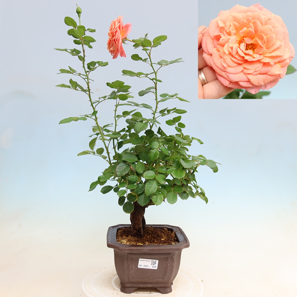 Bonsai ogrodowe – Rosa Kordes – róża