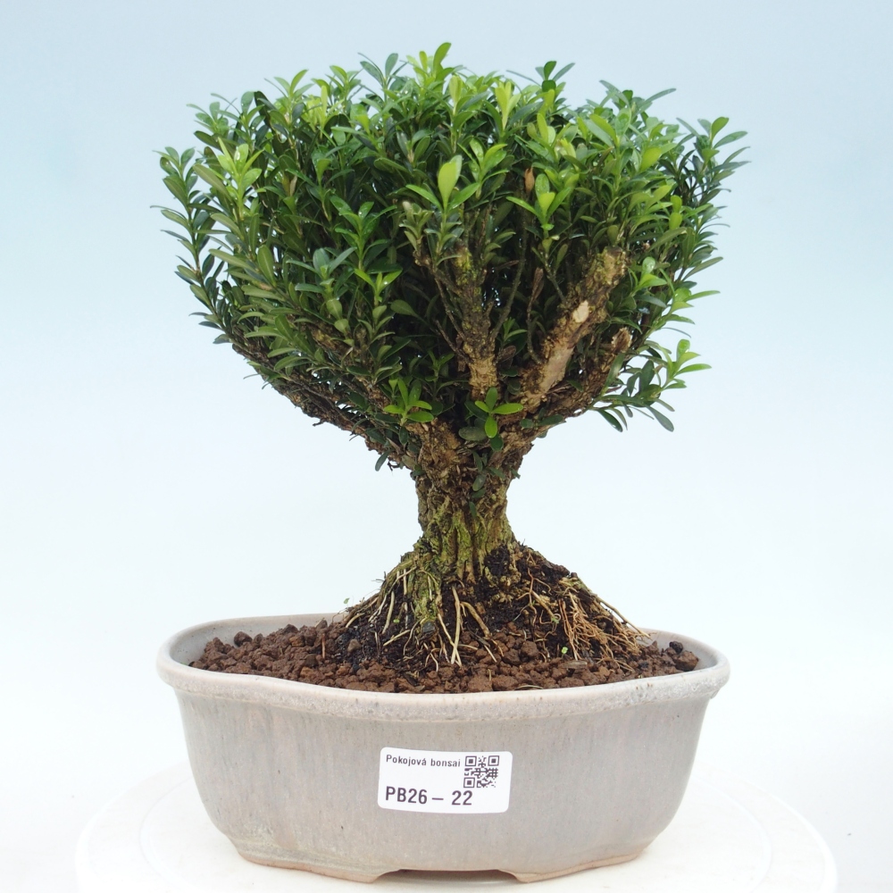 Pokój bonsai - Buxus harlandii - buxus korkowy