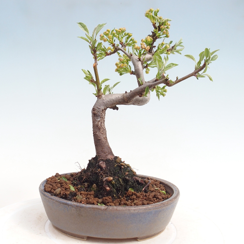 Outdoor bonsai - Malus sargentii - Jabłoń drobnoowocowa