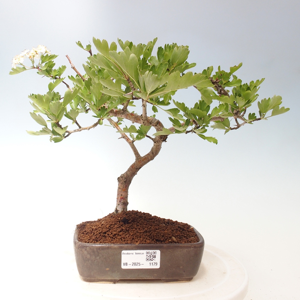 Outdoor bonsai - głóg - Crataegus cuneata