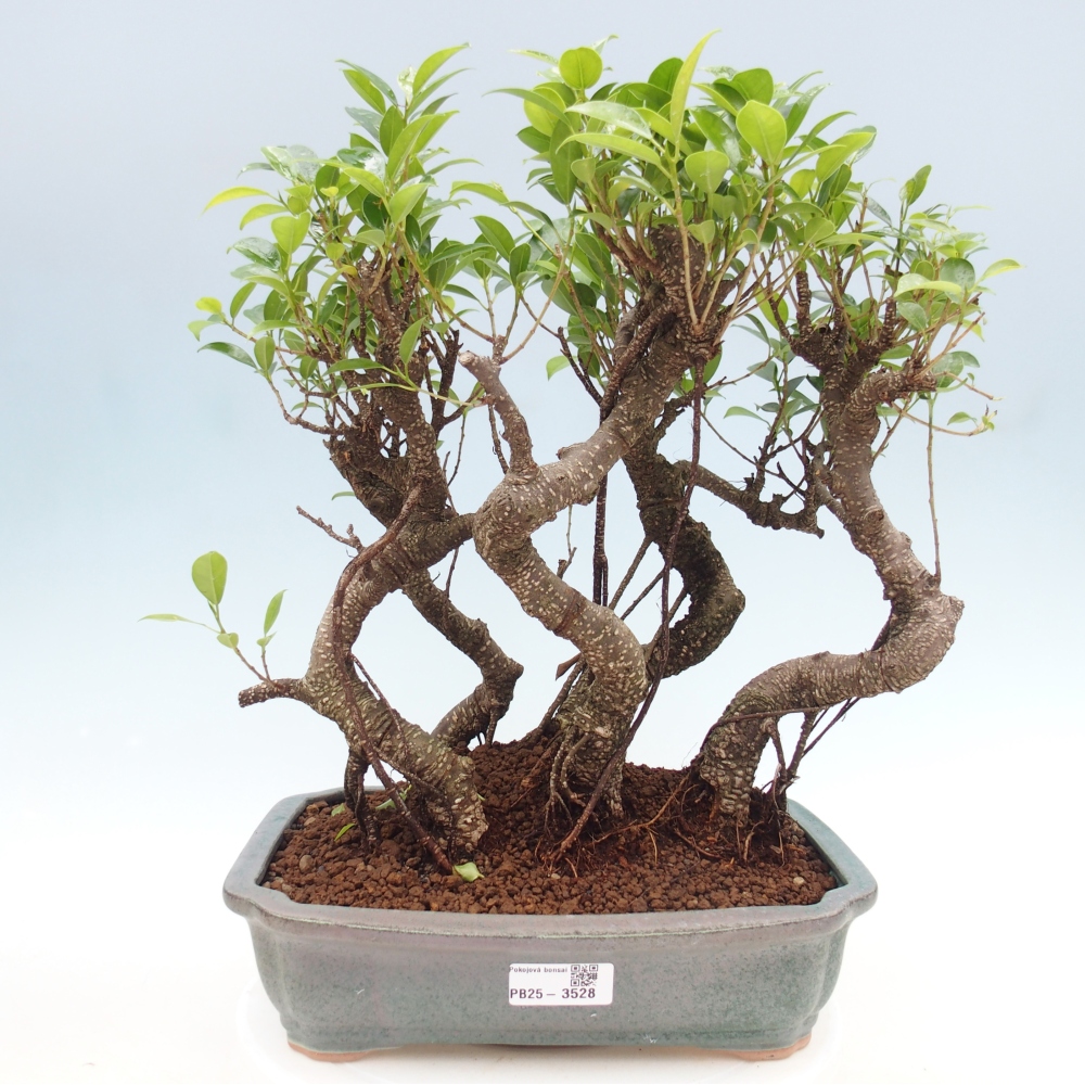 Pokój bonsai - Ficus kimmen - figowiec drobnolistny