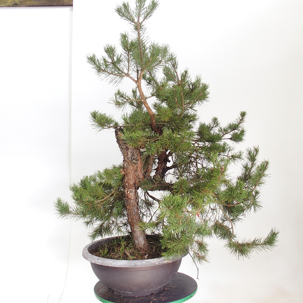 Yamadori - Pinus sylvestris Hiszpania