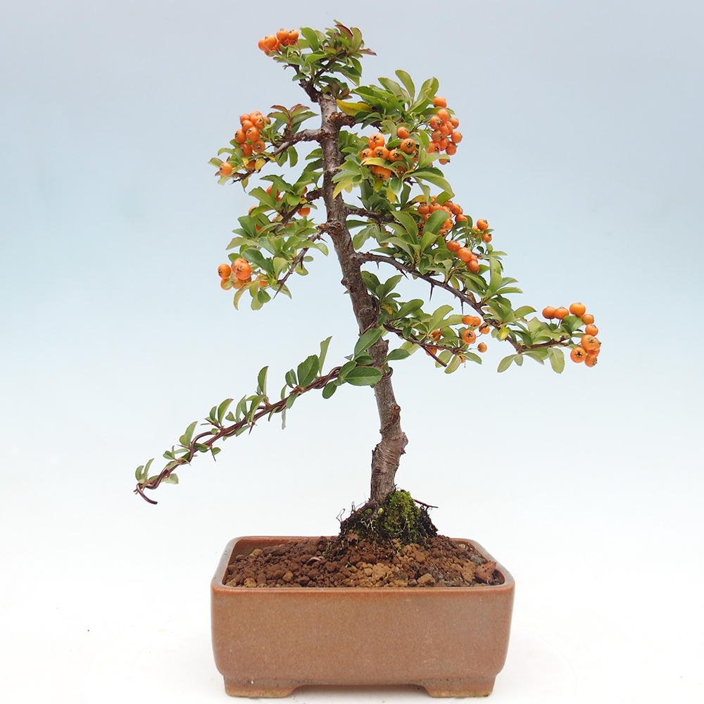 Outdoor bonsai-Pyracantha Teton -Hlox