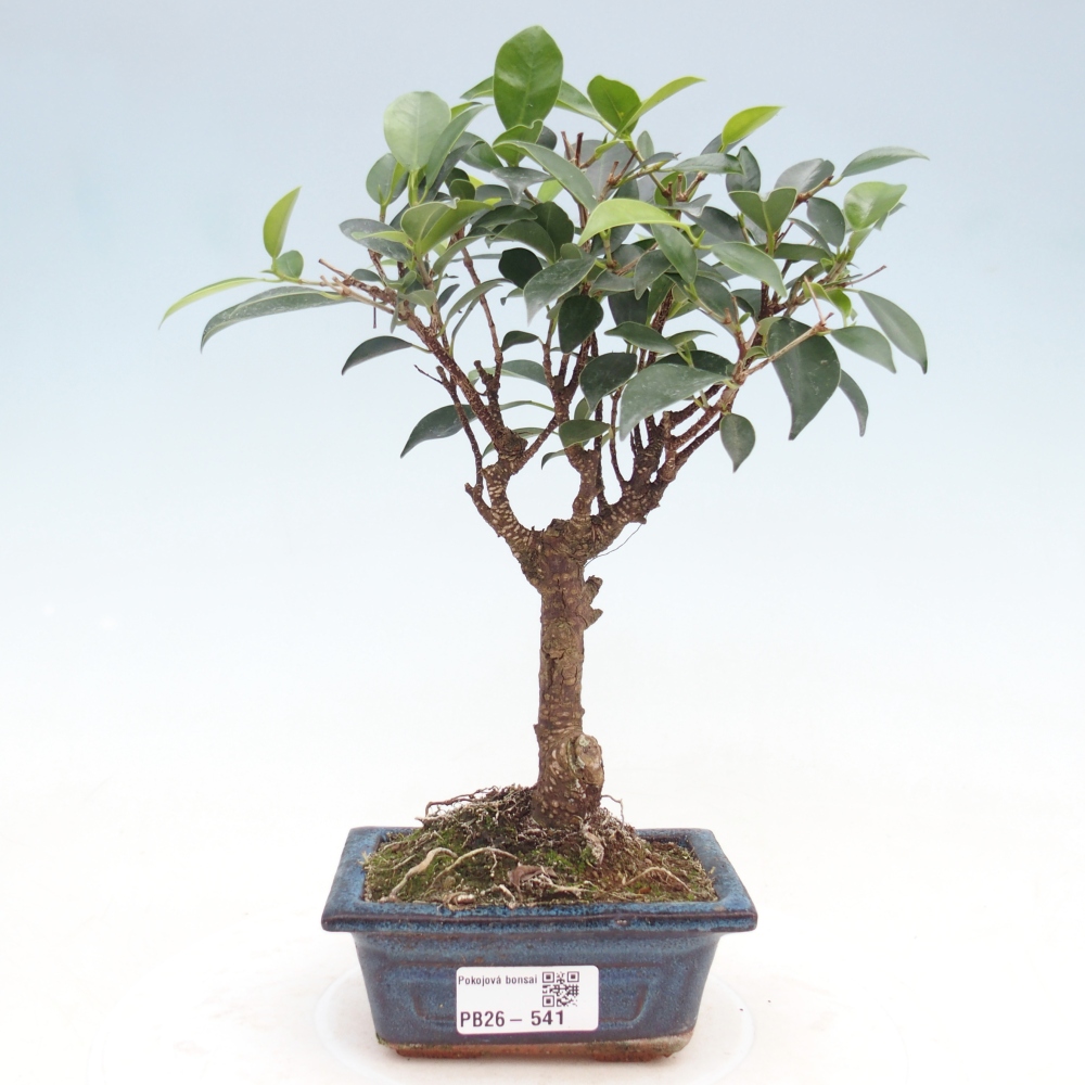 Pokój bonsai Ficus retusa kimmen