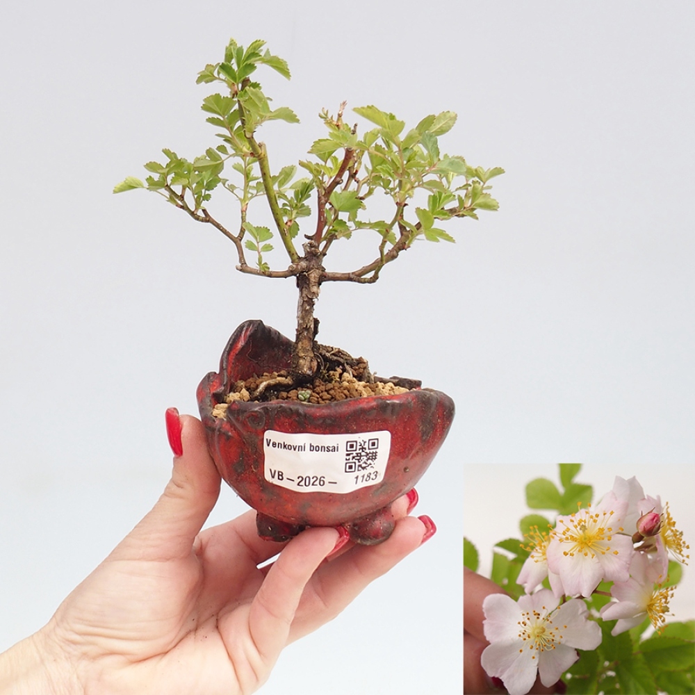 Outdoor bonsai - Rosa sp. - róża drobnokwiatowa