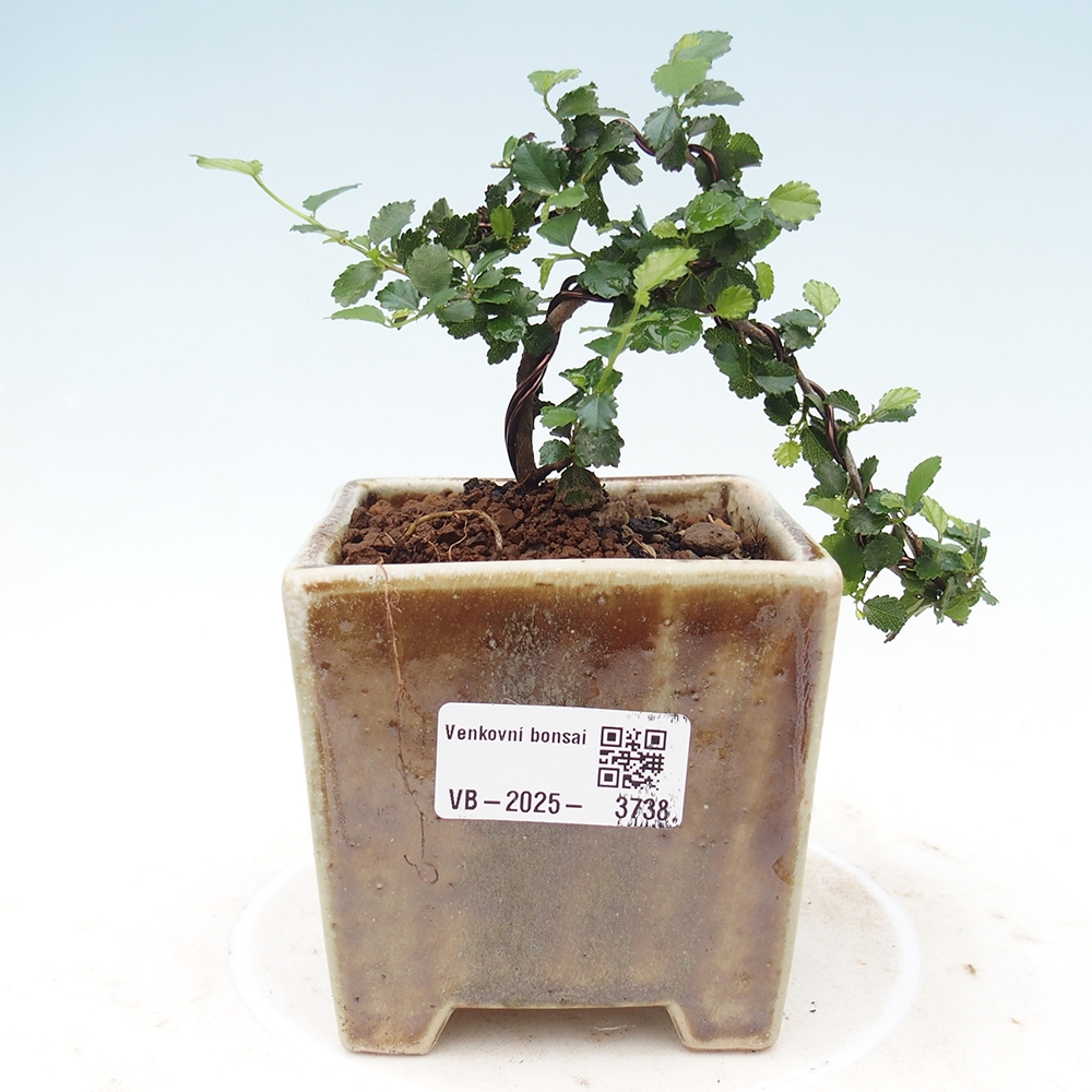 Bonsai wewnętrzne - Grewia sp. - Grewie drobnolistne