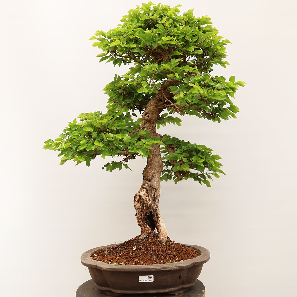 Bonsai plenerowe - Carpinus Coreana - grab koreański