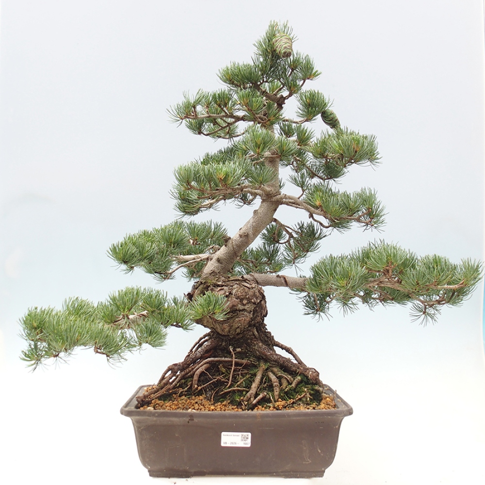 Outdoor bonsai - Pinus parviflora - Pinus parviflora