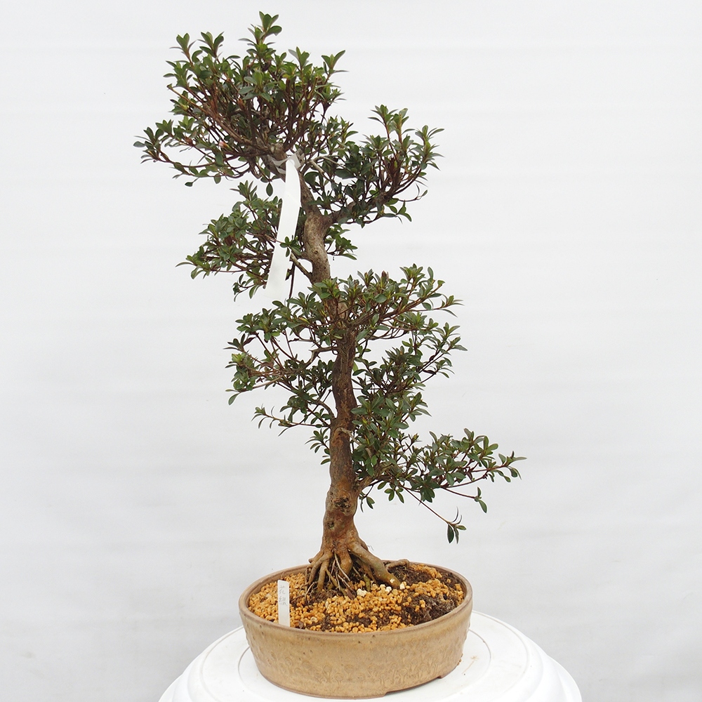 Bonsai zewnętrzne - Azalia japońska - Azalia Hanatsuzuri