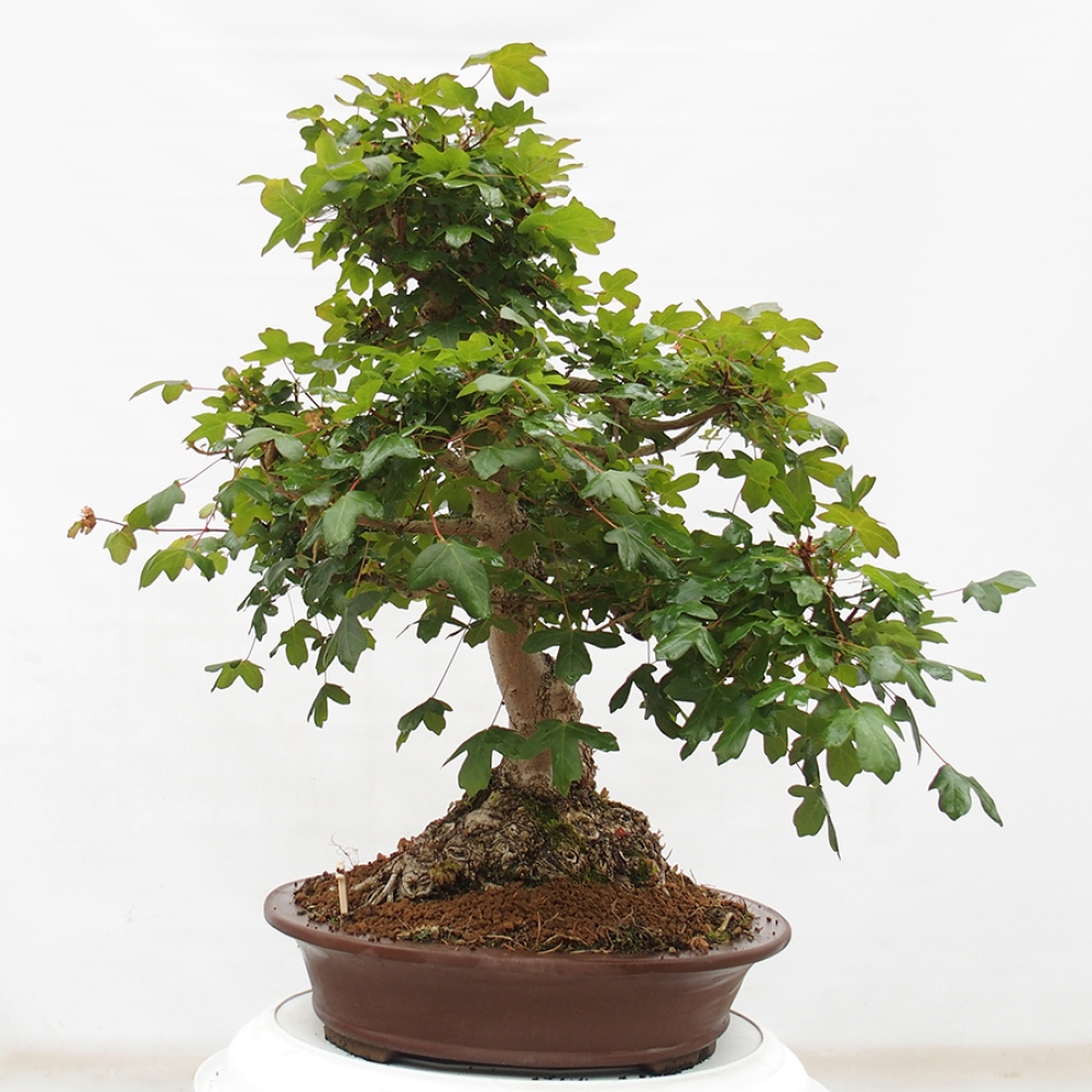 Bonsai zewnętrzne - Klon Francuski - Acer Nonspessulanum