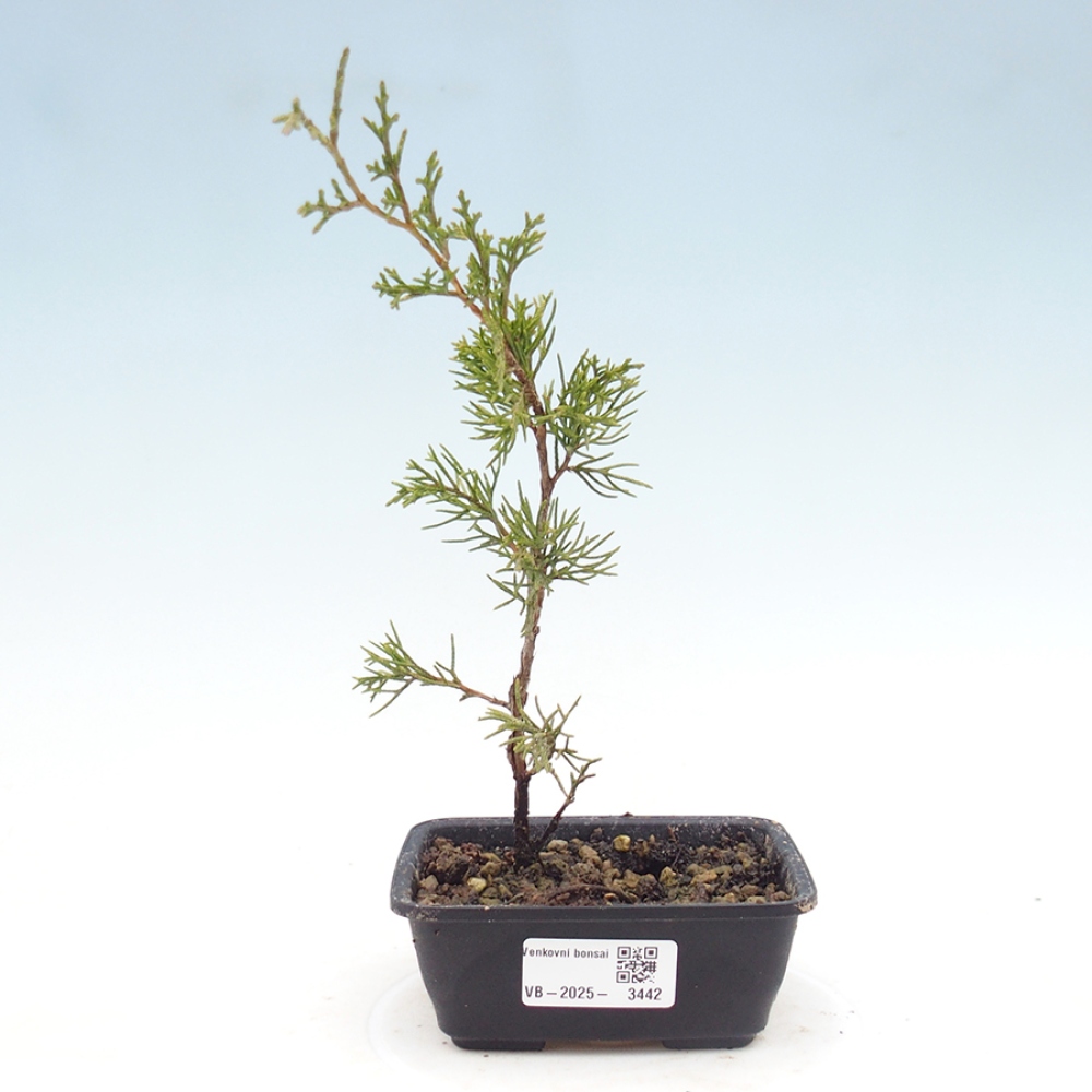 Outdoor bonsai - Juniperus chinensis Itoigawa