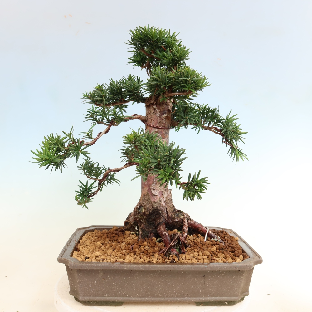 Bonsai ogrodowe – Taxus cuspidata – cis japoński