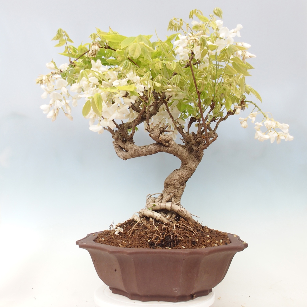Bonsai zewnętrzne - Vistaria - Wisteria