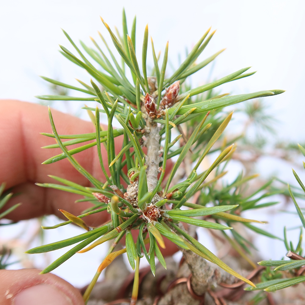 Pinus sylvestris Hiszpania – sosna zwyczajna