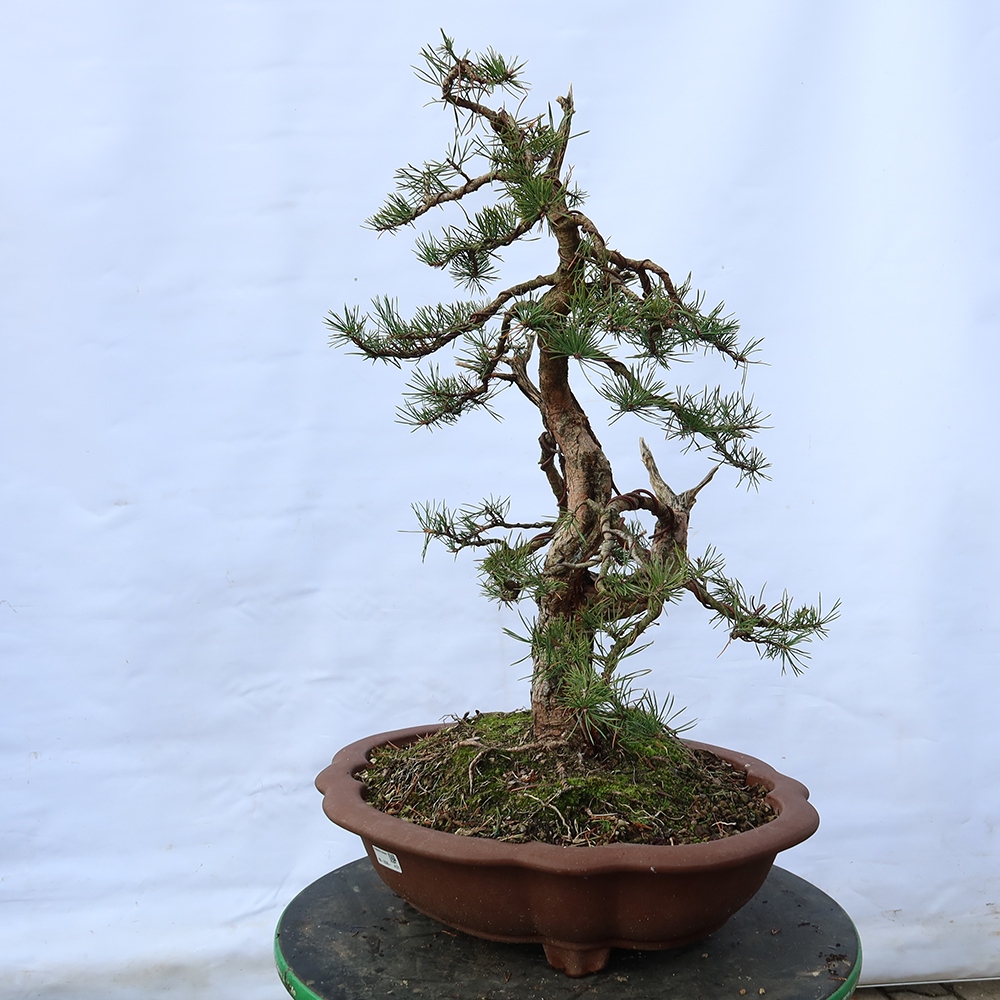 Pinus sylvestris Hiszpania – sosna zwyczajna