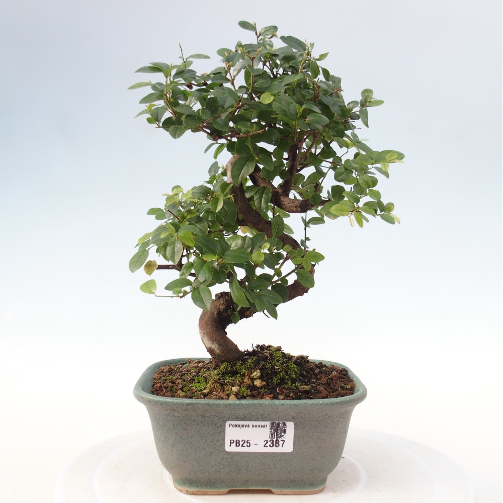 Bonsai wewnętrzne - Sagerécie thea - Sagerécie thea