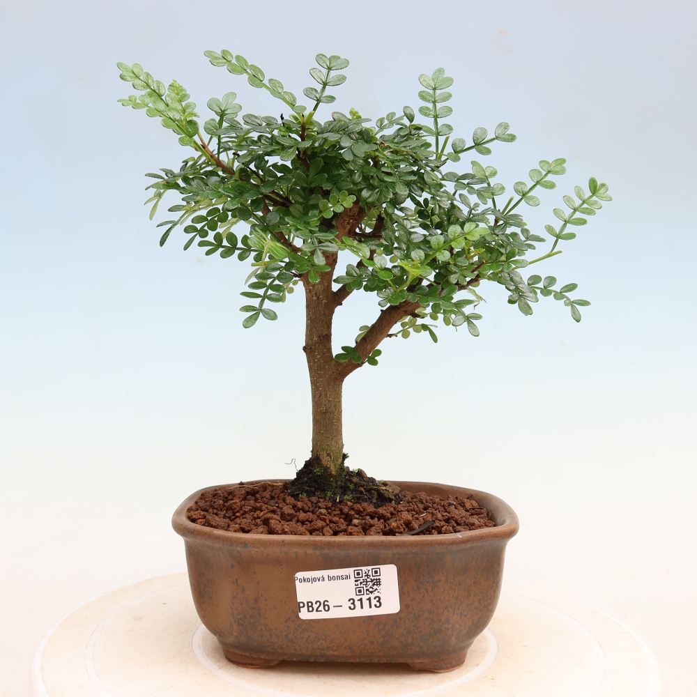 Pokój bonsai - Zantoxylum piperitum - drzewo pieprzowe
