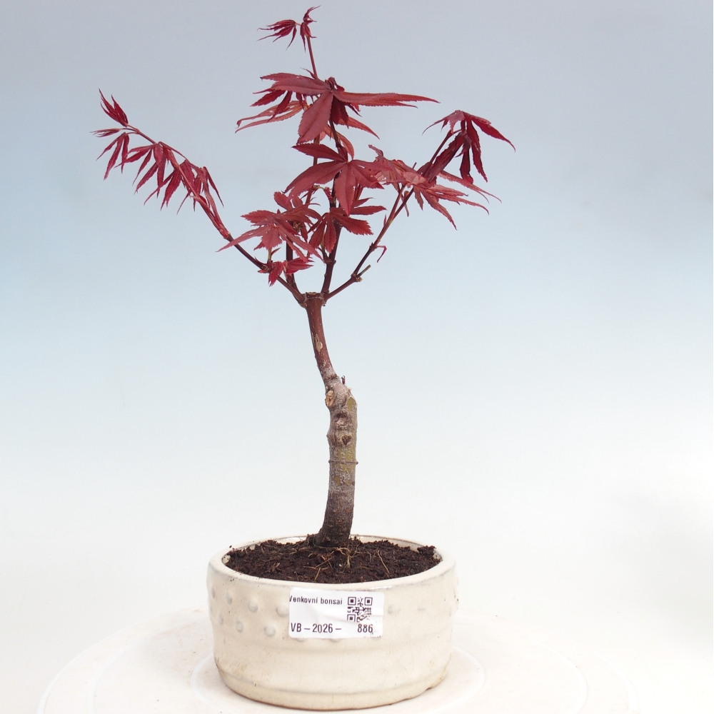 Bonsai na zewnątrz - Palma Acer. Atropurpureum-Javor palmate