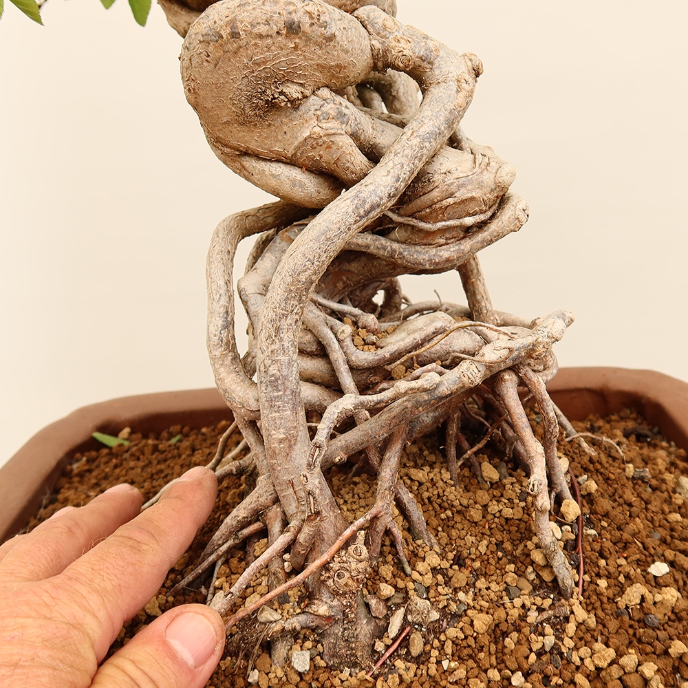 Bonsai plenerowe - Carpinus Coreana - grab koreański