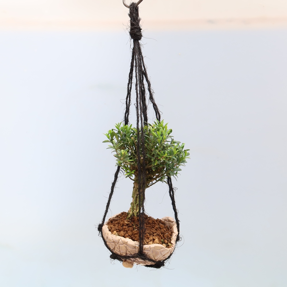 Kokedama w ceramicznej doniczce – Buxus harlandii – bukszpan korkowy