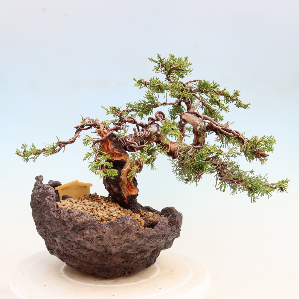 Bonsai ogrodowe – Juniperus chinensis Itoigawa – jałowiec chiński