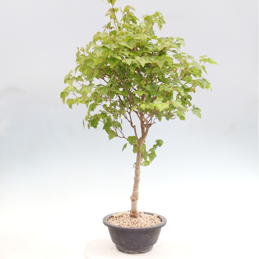 Outdoor bonsai - Acer Buergerianum - Klon Burger