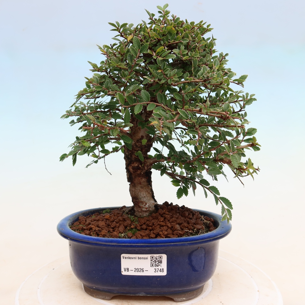 Bonsai zewnętrzne - Zelkova - Zelkova NIRE