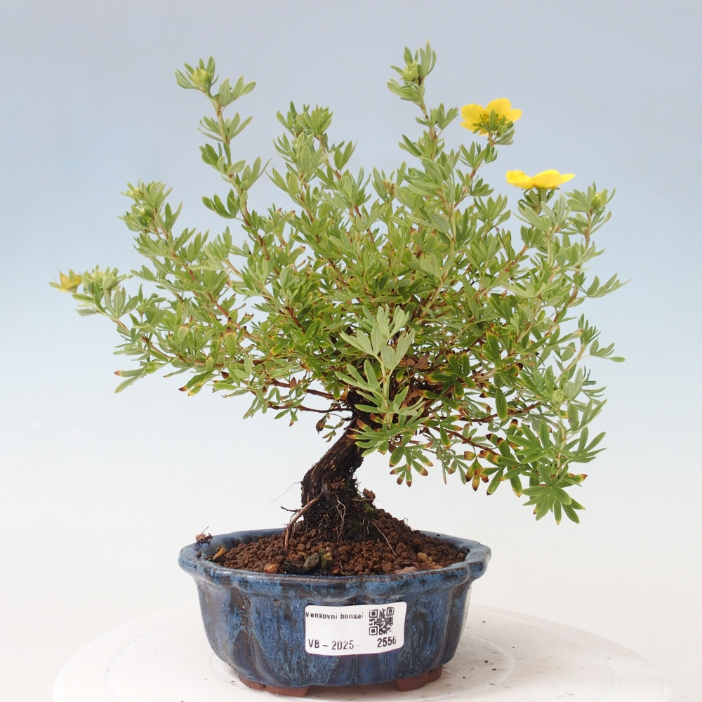 Outdoor bonsai-Pięciolistnik - Potentila fruticosa żółty Ptak