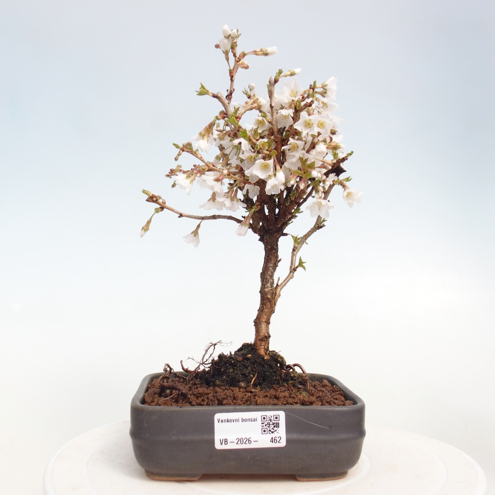 Outdoor bonsai - Prunus incisa Kojou-no mai-Plivon wycięty