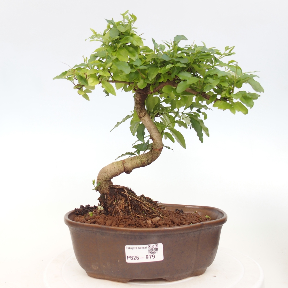 Pokój bonsai - Ligustrum chinensis - Dziób ptaka