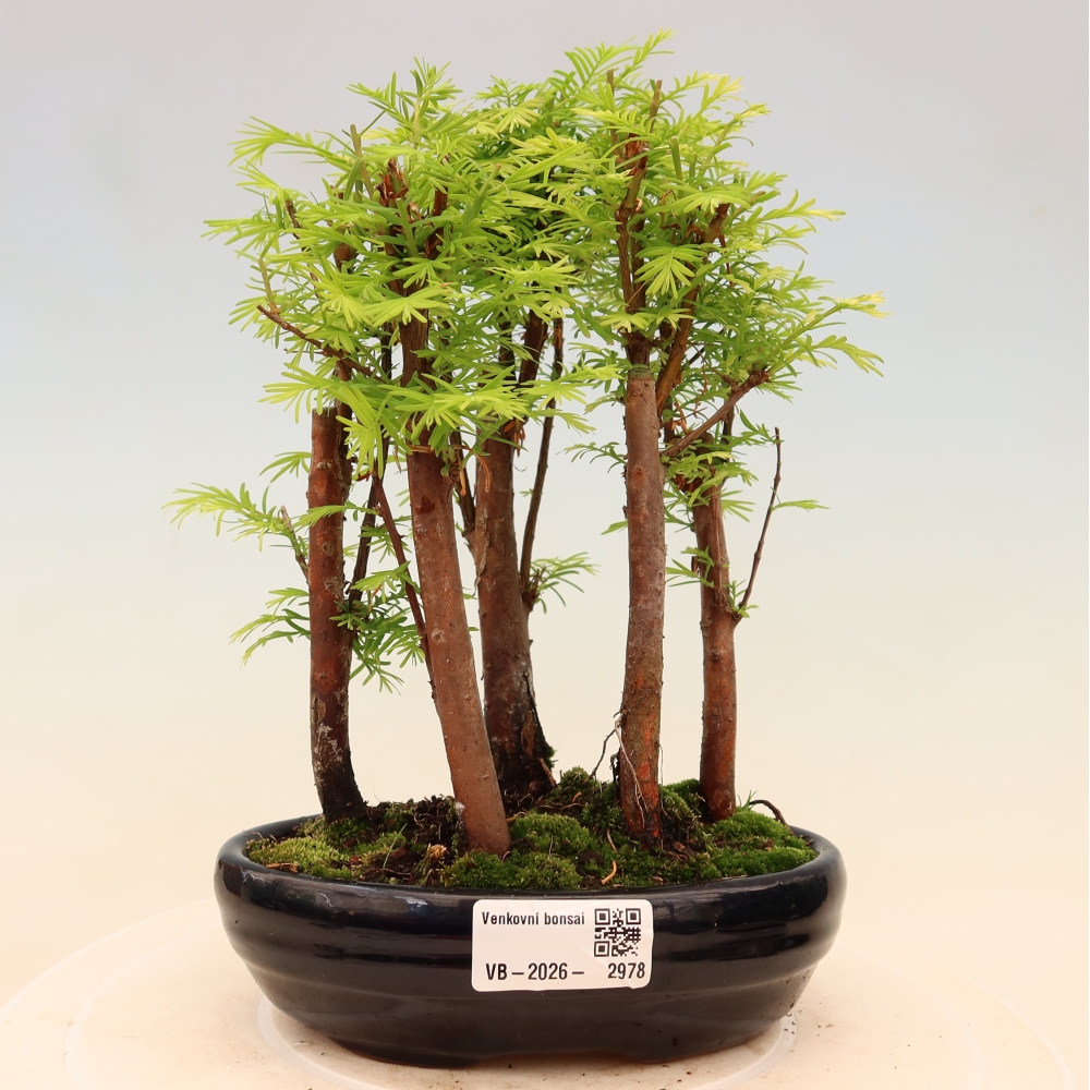 Bonsai ogrodowe – Metasequoia glyptostroboides – metasekwoja chińska – zagajnik