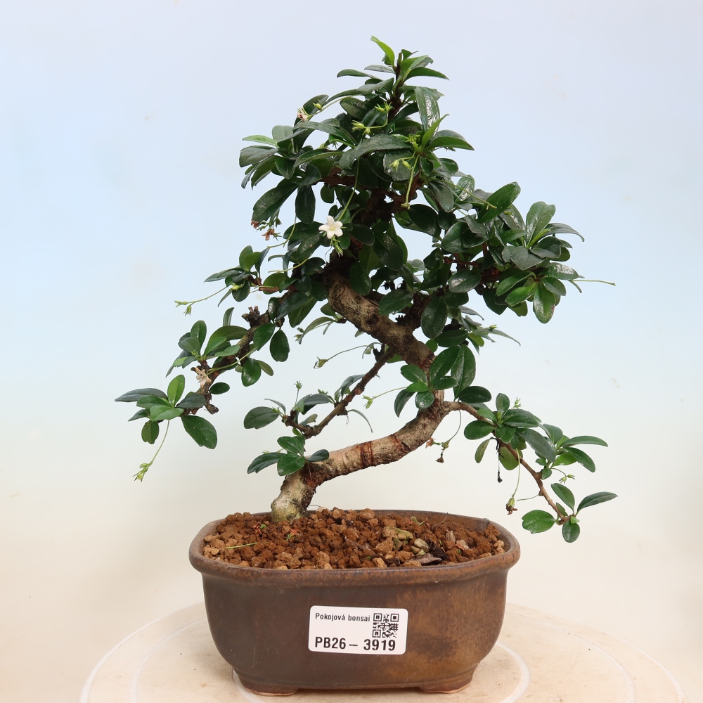 Bonsai pokojowe - Carmona macrophylla - Tea fuki