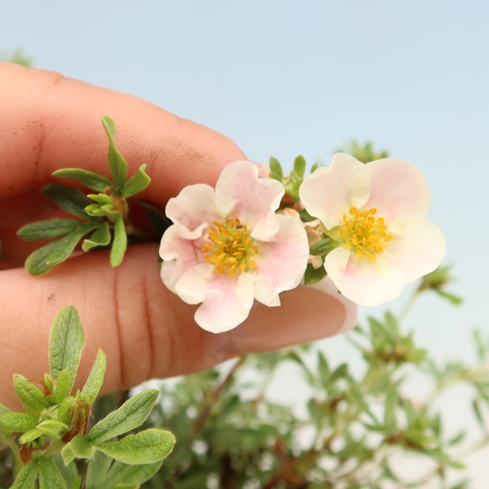 Bonsai zewnętrzne - Potentila fruticosa