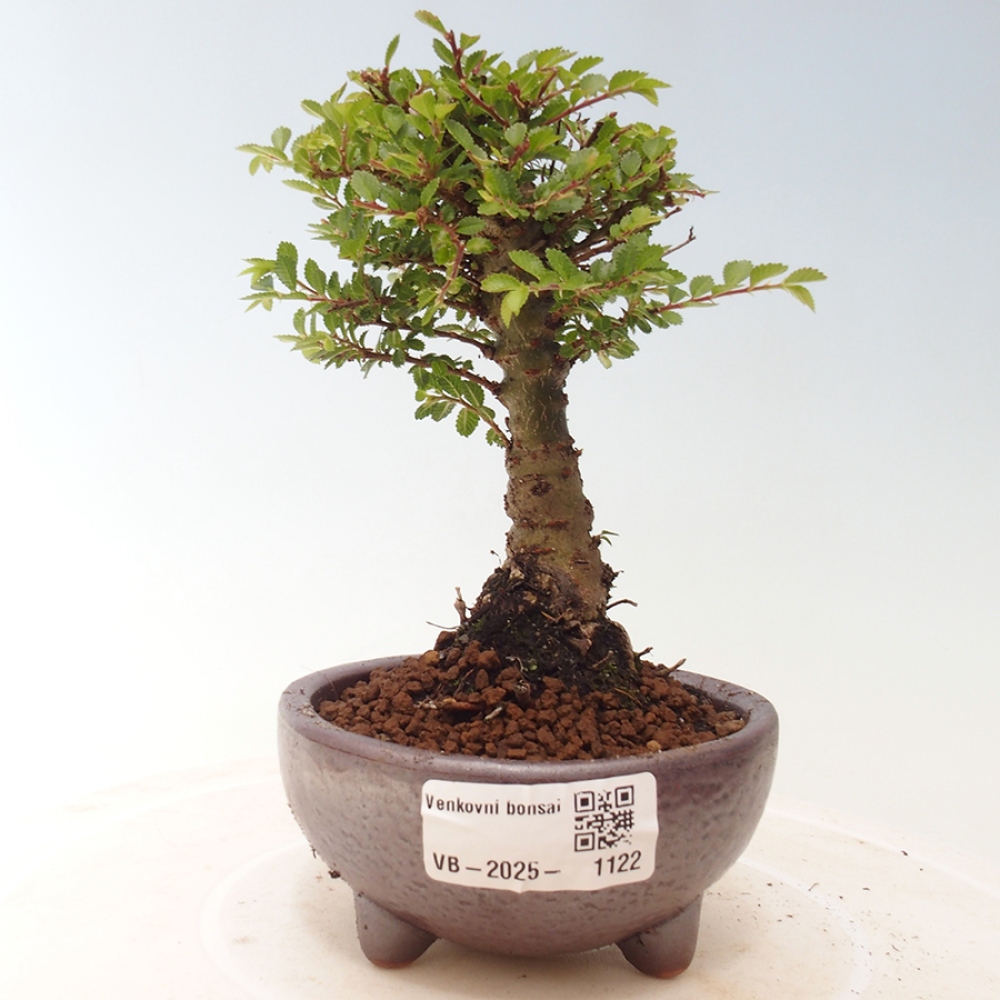 Bonsai zewnętrzne - Ulmus parvifolia Sagei - Wiąz drobnolistny