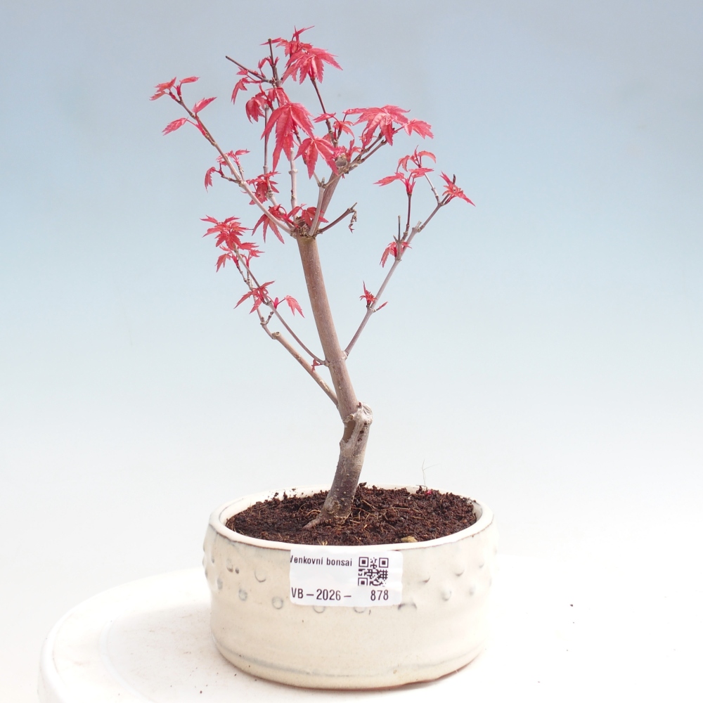 Outdoor bonsai - Acer palmatum DESHOJO