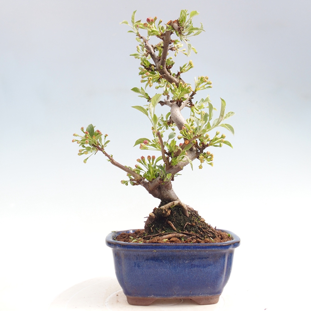 Outdoor bonsai - Malus sargentii - Jabłoń drobnoowocowa
