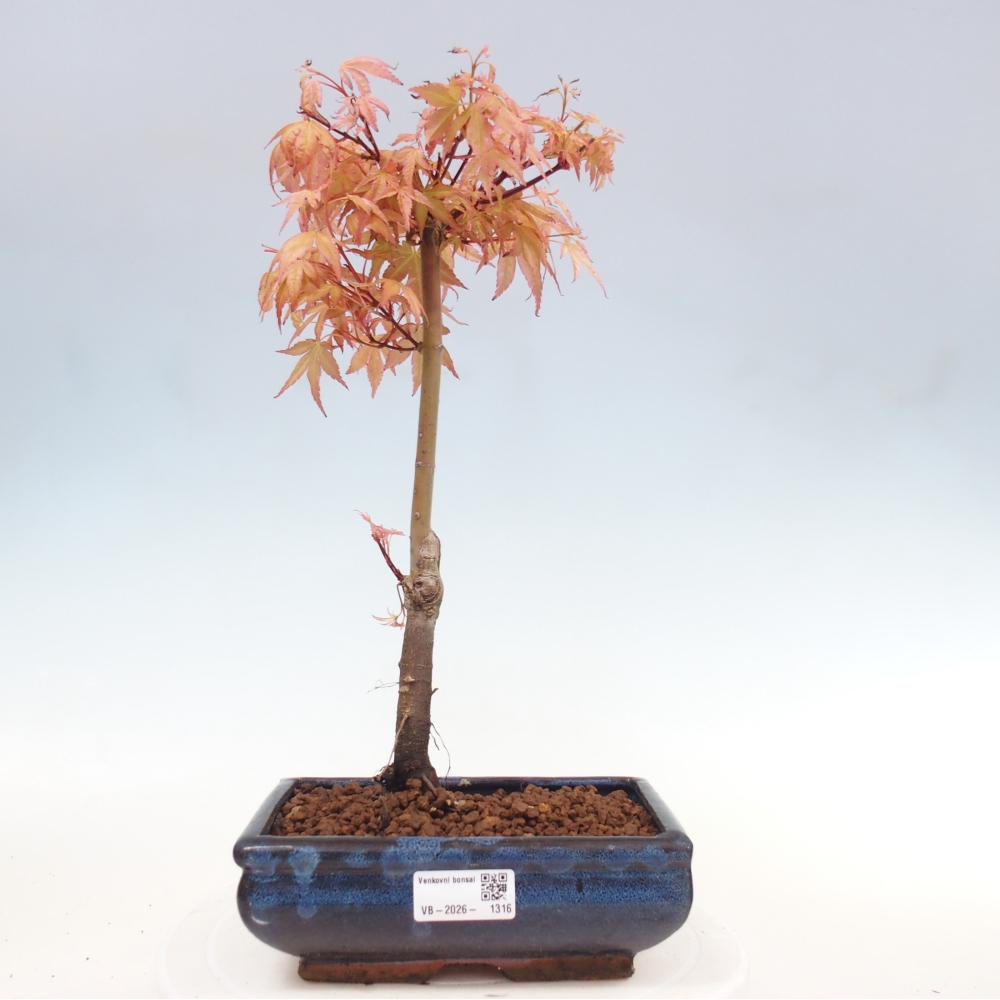Klon pospolity - Acer palmatum Beni Tsukasa