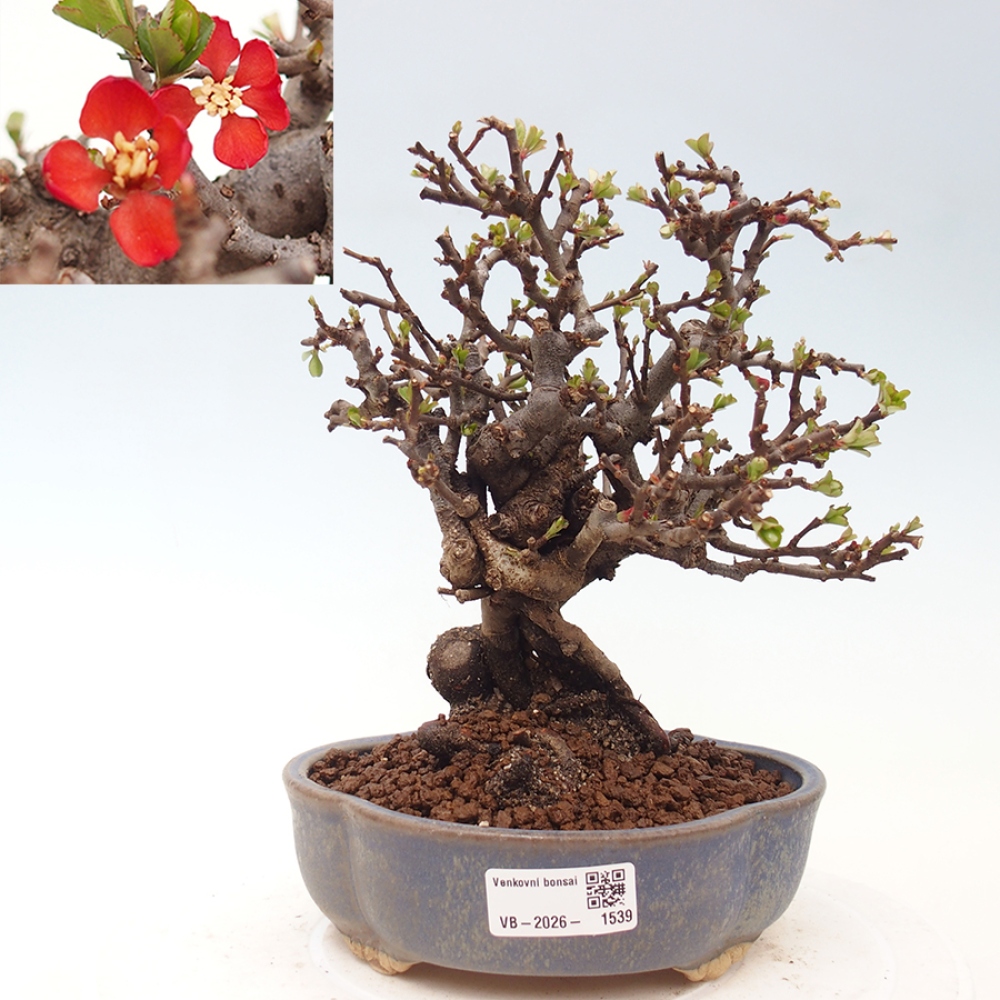 Bonsai zewnętrzne - Chaneomeles speciosa - Pigwa