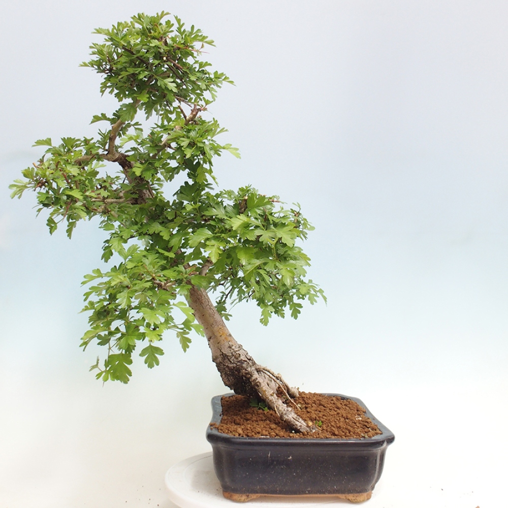 Bonsai zewnętrzne - Głóg - Crataegus monogyna